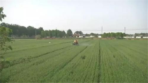 ​先进！正定小麦打药都用上无人机了！