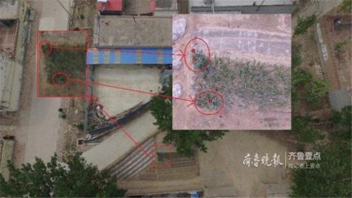 无人机航测助宁津公安铲除一处罂粟
