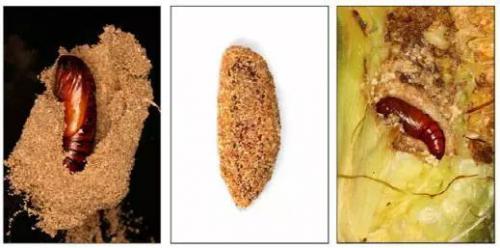 全球预警！草地贪夜蛾攻防战打响，如何消灭它？