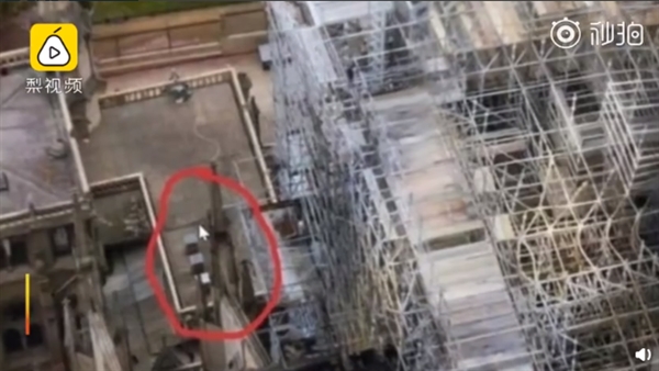 18万只蜜蜂在巴黎圣母院大火幸存 因没有肺脏不怕烟