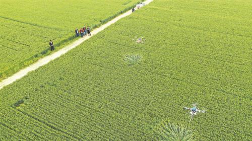 无人机施肥显身手