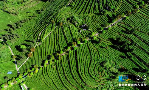 无人机航拍：重庆酉阳3000余亩高山乌龙茶开采