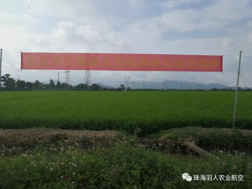 广东农作物病虫害统防统治现场会 农用无人机成主角