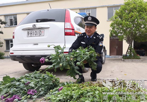 首次利用无人机航测，荆门东宝铲除非法种植罂粟6446株