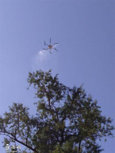 黄尾镇用无人机为千年古树除治虫害