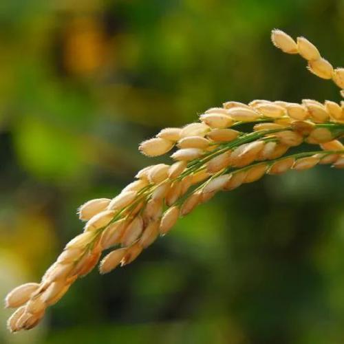 南方水稻困局，行业洗牌在所难免！