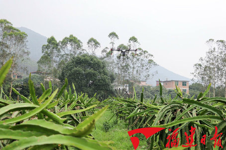 长泰：火龙果园用上无人机