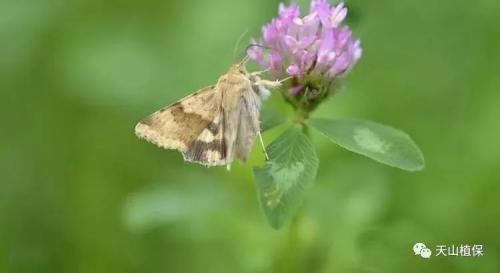 当前棉田病虫害发生与防治建议（128团2019年第五期情报）