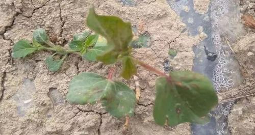 第八师121团当前棉田虫害发生动态及综防建议（2019年第五期病虫情报）