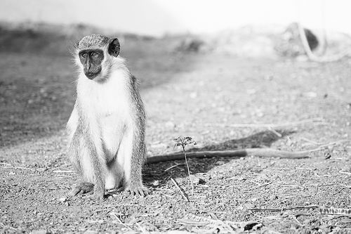 绿猴：小心，无人机