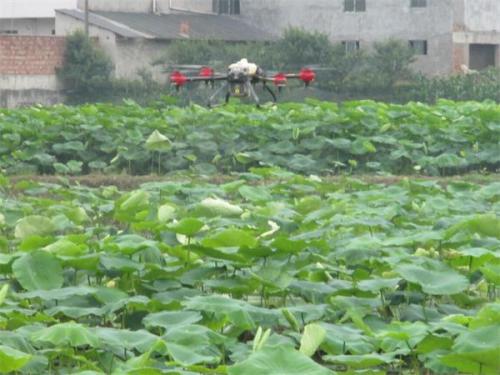 大井镇：莲藕基地无人机喷药效果好