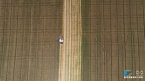 无人机航拍：小麦抢收忙 大地奏欢歌