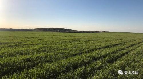 小麦植物生长调节剂有哪些，有什么作用机理？