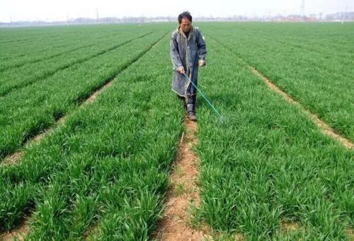 小麦田植物生长调节剂应用技术