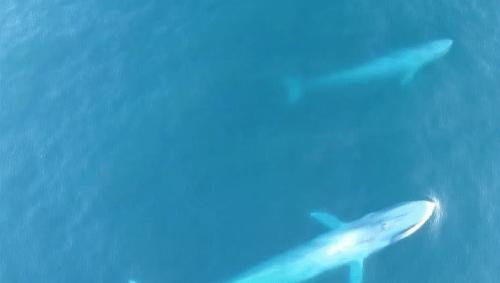 无人机实拍蓝鲸捕食画面，深海恐惧症勿进