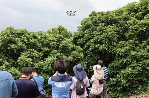 防治荔枝椿象 无人机果园喷药省水省时