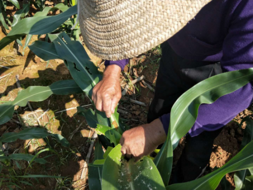 贪夜蛾再爆发，农业无人机上演“湘北剿虫记”