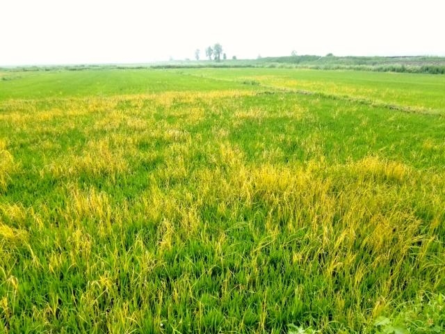 18架无人机 15天“搞定”10万亩水稻除草_资讯_无人机网（www.youuav.com)