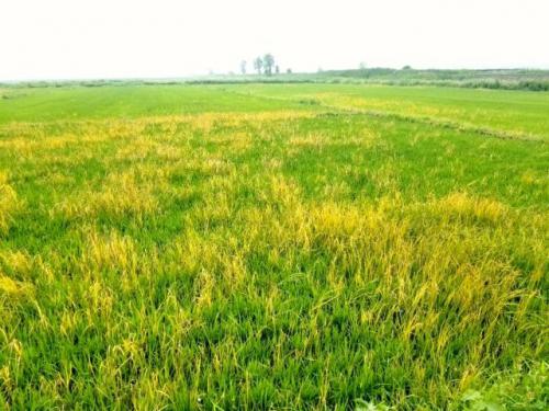 18架无人机 15天“搞定”10万亩水稻除草