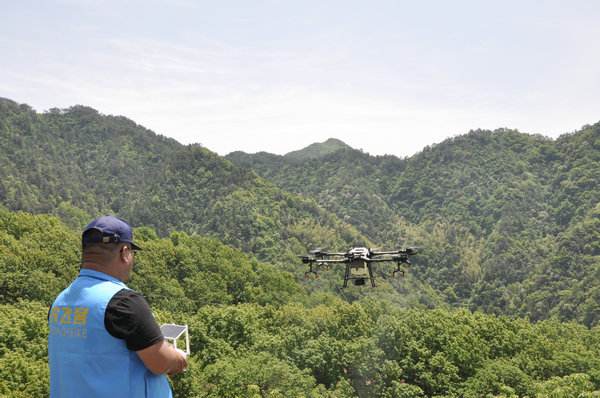 浙江淳安：山核桃授粉用上无人机