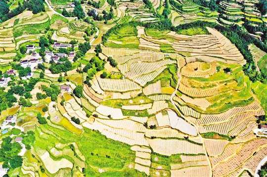 无人机航拍黔江蔬菜基地 绿意盎然美如画