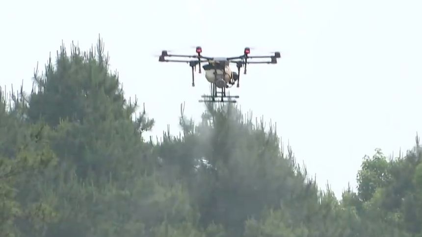 松树“体检”用上无人机 