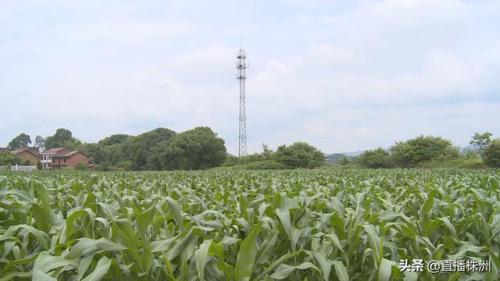 醴陵：草地贪夜蛾入侵 无人机上演“剿虫记”