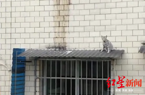 喵星人困小区雨棚上两天 消防动用无人机施救