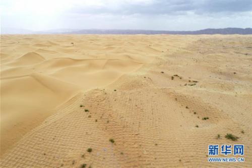 宁夏中卫：草方格扎出的沙漠绿意