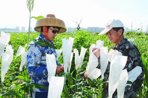 无人机追踪蜜蜂以改善授粉和作物生产