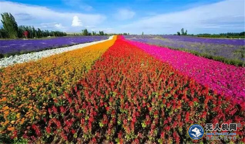 伊犁6万亩薰衣草盛开！这才是最震撼的风光大片~央视动用无人机航拍新疆薰衣草基地！