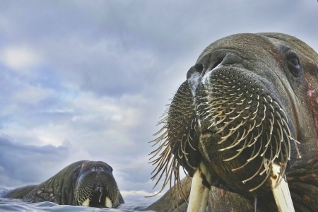 全球顶级摄影师有三宝：单脚架、无人机、小飞机