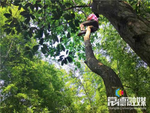 无人机误挂树梢 景区工人爬树摘“机”