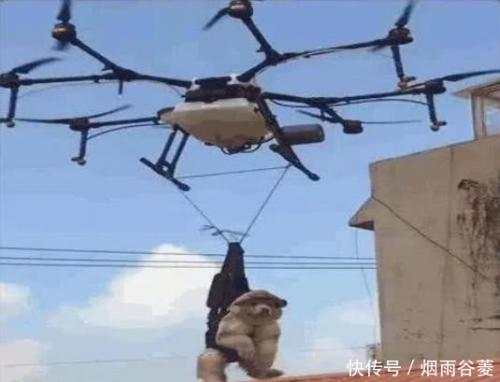 阿拉斯加拆家成瘾，主人用无人机把它吊起，结果这狗抑郁了