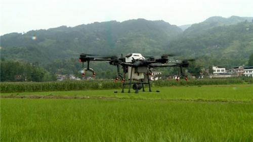 云阳县路阳镇:植保无人机助阵水稻病虫害统防统治