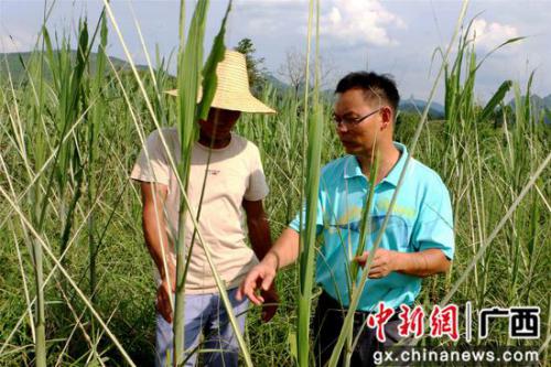 广西鹿寨：用无人机杀虫 助贫困户促生产