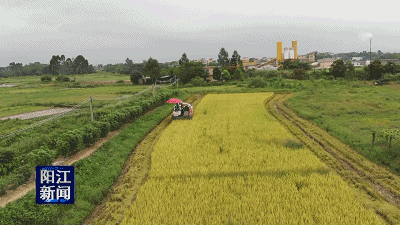 阳江：无人机播种的水稻收获高产 
