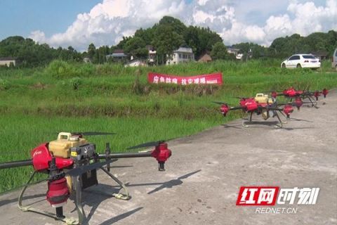 株洲渌口区无人机上阵 助力灾后水稻病害防治