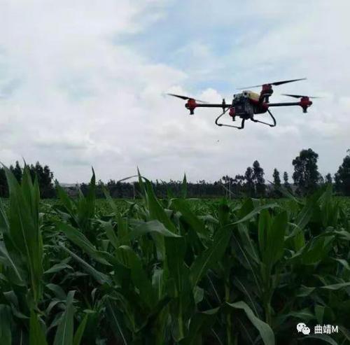 陆良：新哨村放飞无人机喷药防治玉米害虫800余亩
