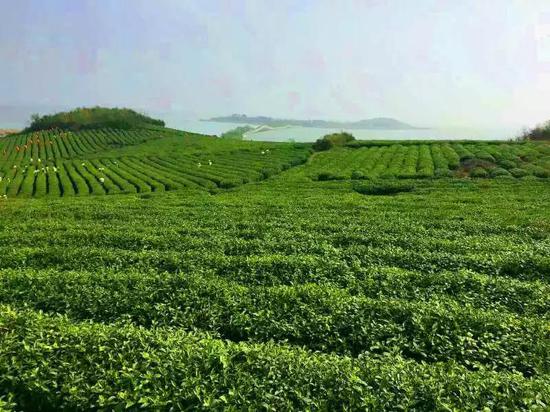 苏州高新区　无人机助力贡山茶园