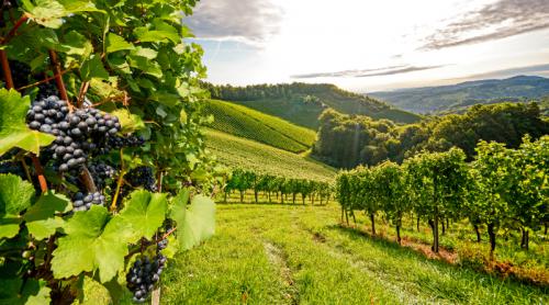 葡萄成熟時　酒莊起用無人機巡視莊園