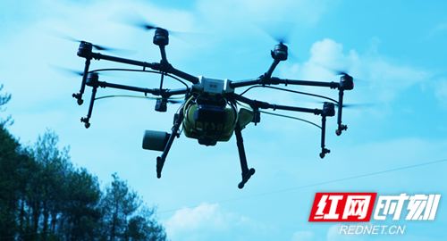 隆回：无人机助力 打响“毛毛虫”阻击战 