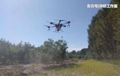 温宿:防治病虫害 无人机显神通