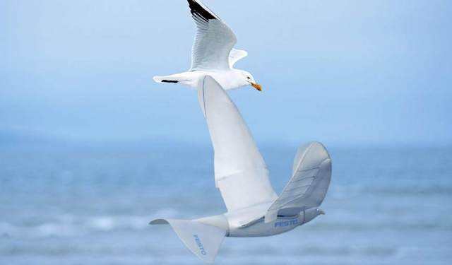 大鸟被困岛中央树上 爱心志愿者用无人机解救