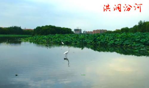 汾河公园无人机“打鸟”！拍得太美了！ 