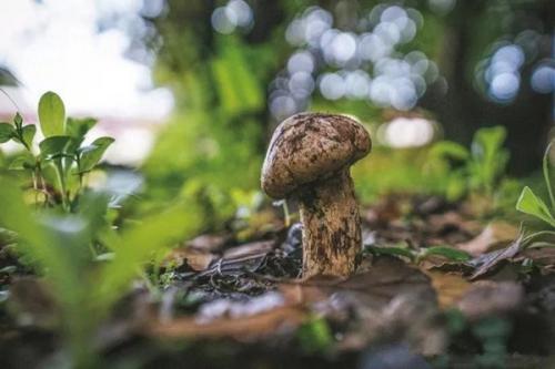 甘孜州雅江县：无人机加盟添翼 松茸飞入千家万户