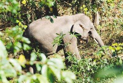 建“大象食堂” 用无人机监测——云南努力缓解“人象冲突”
