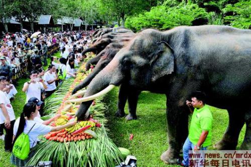 “大象食堂”+无人机监测,让大象不再“任性”——云南努力缓解“人象冲突”