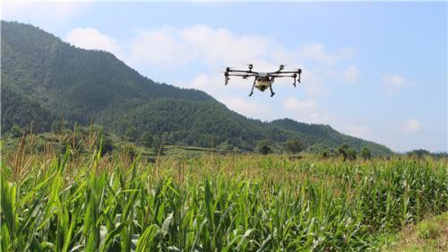 休宁县农户吃起了“无人机飞防服务”大餐
