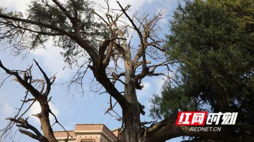 新田：古树群遭害虫侵袭 植保无人机来帮忙 